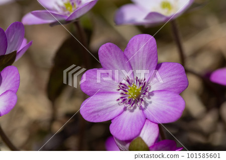A cute purple flower that blooms in the spring garden, Liverwort A cute purple flower that blooms in the spring garden, Liverwort 101585601