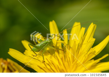 Tettigonia orientalis larvae on dandelions 101585645