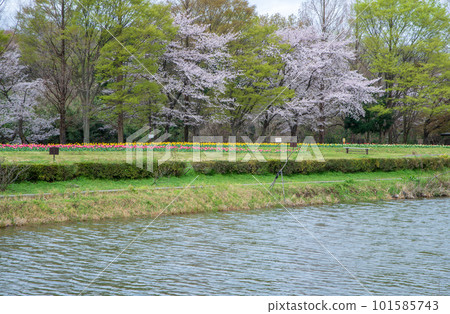 櫻花季,水邊風景,埼玉市大宮花之岡公園 櫻花季,水邊風景,埼玉市大宮花之岡公園 101585743