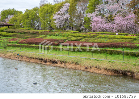 Cherry blossom season, waterside scenery, Omiya Hananooka Park, Saitama City 101585759