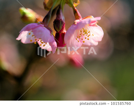 Pink cherry blossoms "Kawazuzakura" blooming in March 101585760