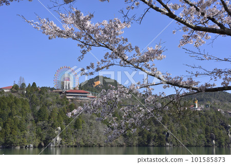 Cherry blossom amusement park and Ferris wheel 101585873