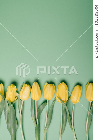 Flat lay with fresh yellow tulip flowers in full bloom. Flat lay with fresh yellow tulip flowers in full bloom. 101585904