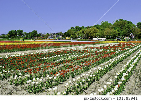 Tokyo Hamura Tulip Square Tulip Festival Tokyo Hamura Tulip Square Tulip Festival 101585941