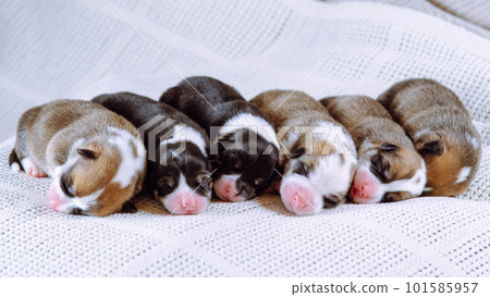 Six newborn babies cuddling up to each other are lying on white blanket. Raising puppies. Dog breeding..Puppy love. Six newborn babies cuddling up to each other are lying on white blanket. Raising puppies. Dog breeding..Puppy love. 101585957
