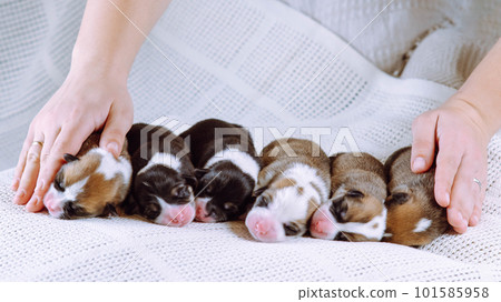 Inspection of newborn puppies in clinic. Six babies are lying on blanket, they are gently touched by doctor's hands. 101585958
