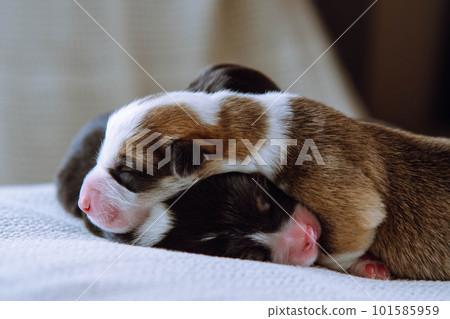 Two puppies are snuggled up to each other for several days from birth, sleeping on white blanket at home. Dog breeding. 101585959