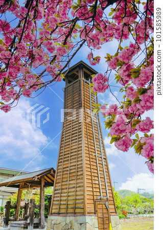 Double cherry blossoms and fire watchtower (vertical) 101585989