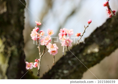 早開梅花紅冬至 101586039