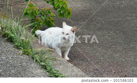 A cat staring at you A cat staring at you 101586101