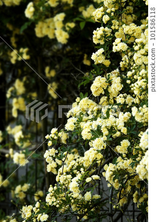 與柵欄纏繞在一起的黃色 Mokkou 玫瑰花 與柵欄纏繞在一起的黃色 Mokkou 玫瑰花 101586118