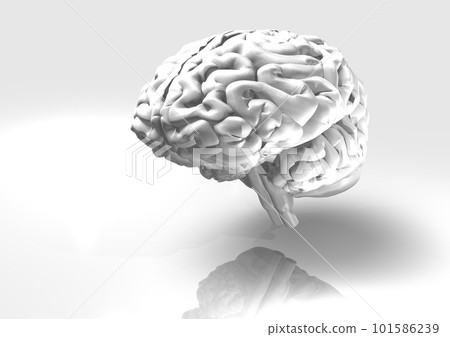 Brain human body simple white background (3DCG image) 101586239