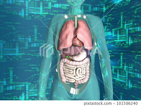 Human body medicine science cutting-edge medical internal organs anatomical chart (3DCG image) Human body medicine science cutting-edge medical internal organs anatomical chart (3DCG image) 101586240