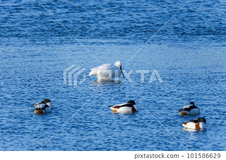 Collaborative scene of Spoonbills and Shelducks searching for food on the surface of the water reflecting the blue sky Collaborative scene of Spoonbills and Shelducks searching for food on the surface of the water reflecting the blue sky 101586629