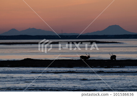 Sunset in Notsuke: The mountains of Akan, the frozen Notsuke Bay and the stag 101586636