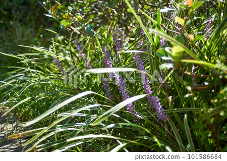purple flowers blooming in the field purple flowers blooming in the field 101586684