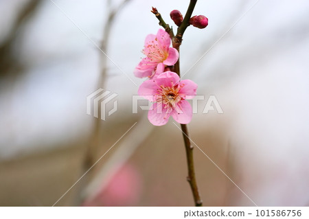 粉色梅花日雲森 101586756