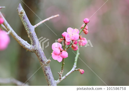 粉紅色的梅花高知 101586758
