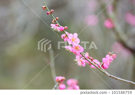 Pink plum blossoms Kochi 101586759