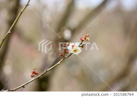 Plum Blossom Dochibe White Plum Blossom Version 101586764