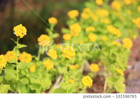 Rape blossoms, refreshing early spring 101586765