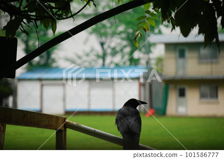 一隻烏鴉棲息在公園的籬笆上 101586777