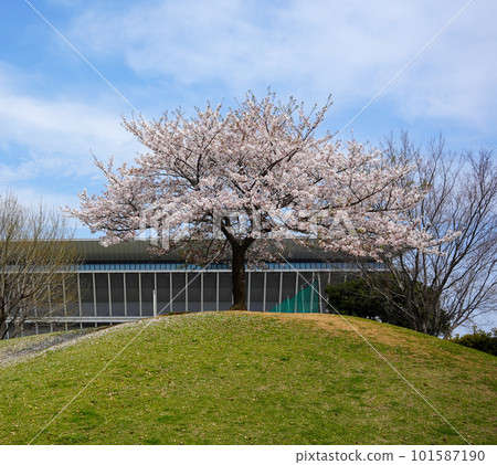 Cherry blossoms on a small hill 101587190