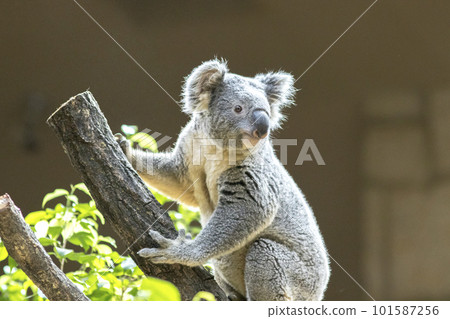 Koala clings to a tree Koala clings to a tree 101587256