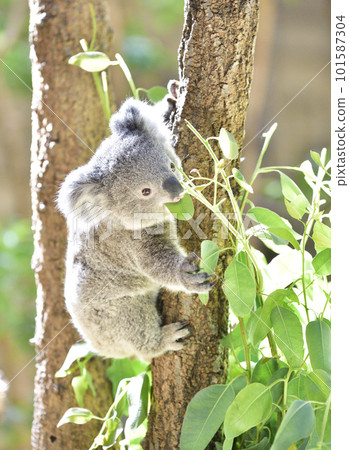 Koala baby eating eucalyptus leaves 101587304