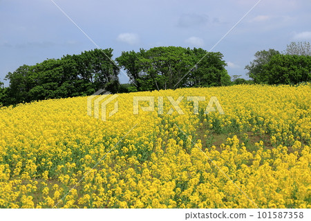 山上蔓延的油菜花風光 101587358