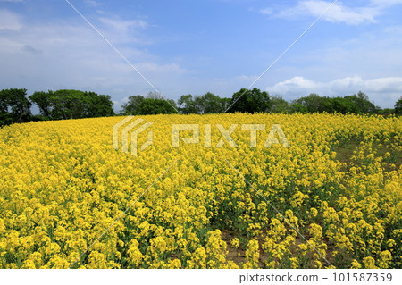 山上蔓延的油菜花風光 101587359