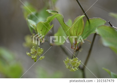 Small flowers blooming in the spring field 101587479