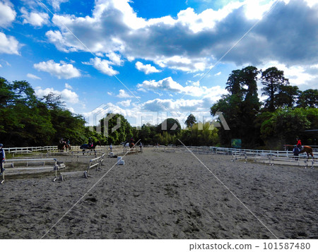 Horse field scenery 101587480