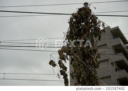 Withered ivy, telephone pole, up 101587482