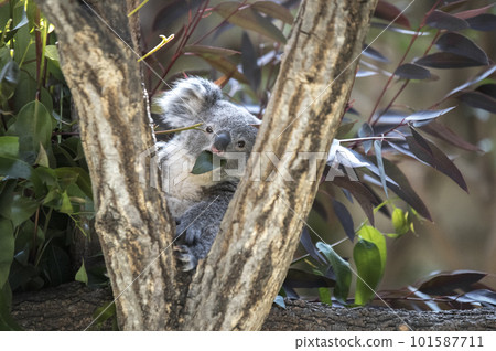 baby koala eating eucalyptus leaves 101587711