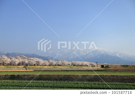 Cherry blossoms along the Funagawa River in full bloom and the Tateyama mountain range Cherry blossoms along the Funagawa River in full bloom and the Tateyama mountain range 101587718