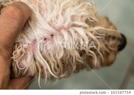 Hand search and remove tick flea from pet dog fur coat and skin during shower Hand search and remove tick flea from pet dog fur coat and skin during shower 101587754