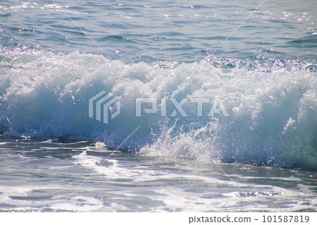 桂濱/洗波（高知縣/高知市） 101587819