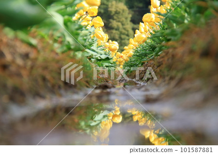 Tulip field after rain with beautiful reflection 101587881
