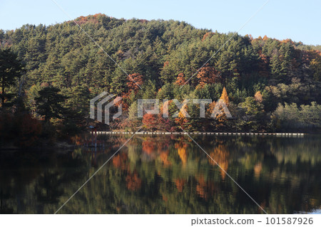 Autumn leaves of Lake Misuzu reflected on the surface of the lake 101587926