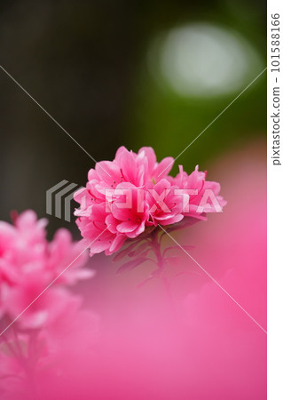 Beautifully blooming pink Satsuki Azalea Beautifully blooming pink Satsuki Azalea 101588166