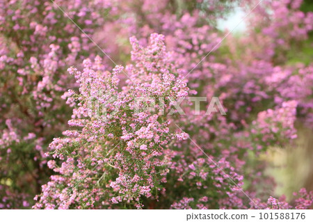 埃里卡的花 埃里卡的花 101588176