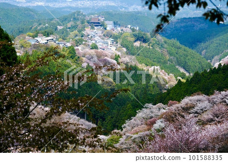 [Nara] Scenery of the Yoshino Senbonzakura (Spring) 101588335