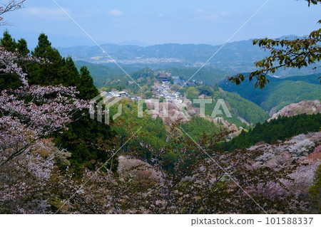 [Nara] Scenery of the Yoshino Senbonzakura (Spring) 101588337