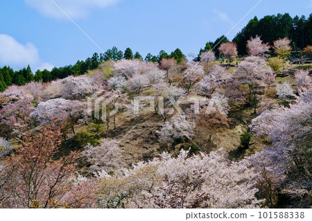 [Nara] Scenery of the Yoshino Senbonzakura (Spring) 101588338