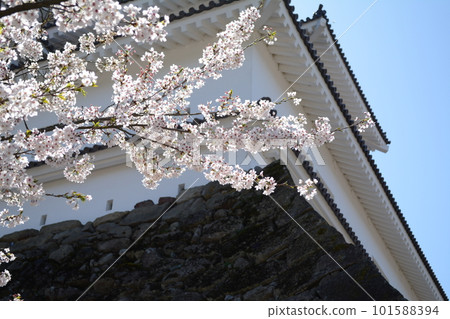 春天的敦賀城 一直想來 101588394