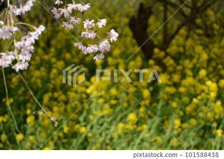 There is a paradise in Fukushima_Hanamiyama There is a paradise in Fukushima_Hanamiyama 101588438