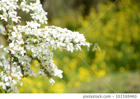 There is a paradise in Fukushima_Hanamiyama There is a paradise in Fukushima_Hanamiyama 101588460
