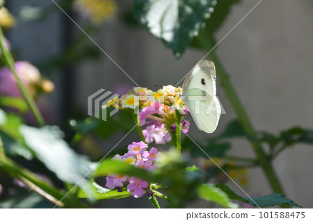 Cabbage white butterfly perched on a flower (Uraga, Yokosuka City, Kanagawa Prefecture) 101588475