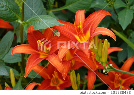 Hemerocallis flowers 101588488